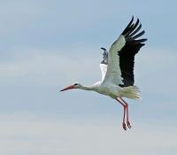 White stork